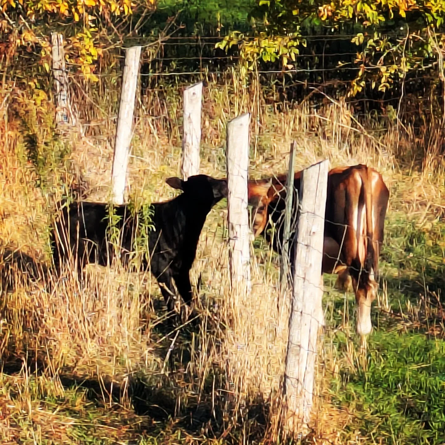 Neighbourly visiting through the fence. #dextercalf #jerseybull #cedarknollfinch