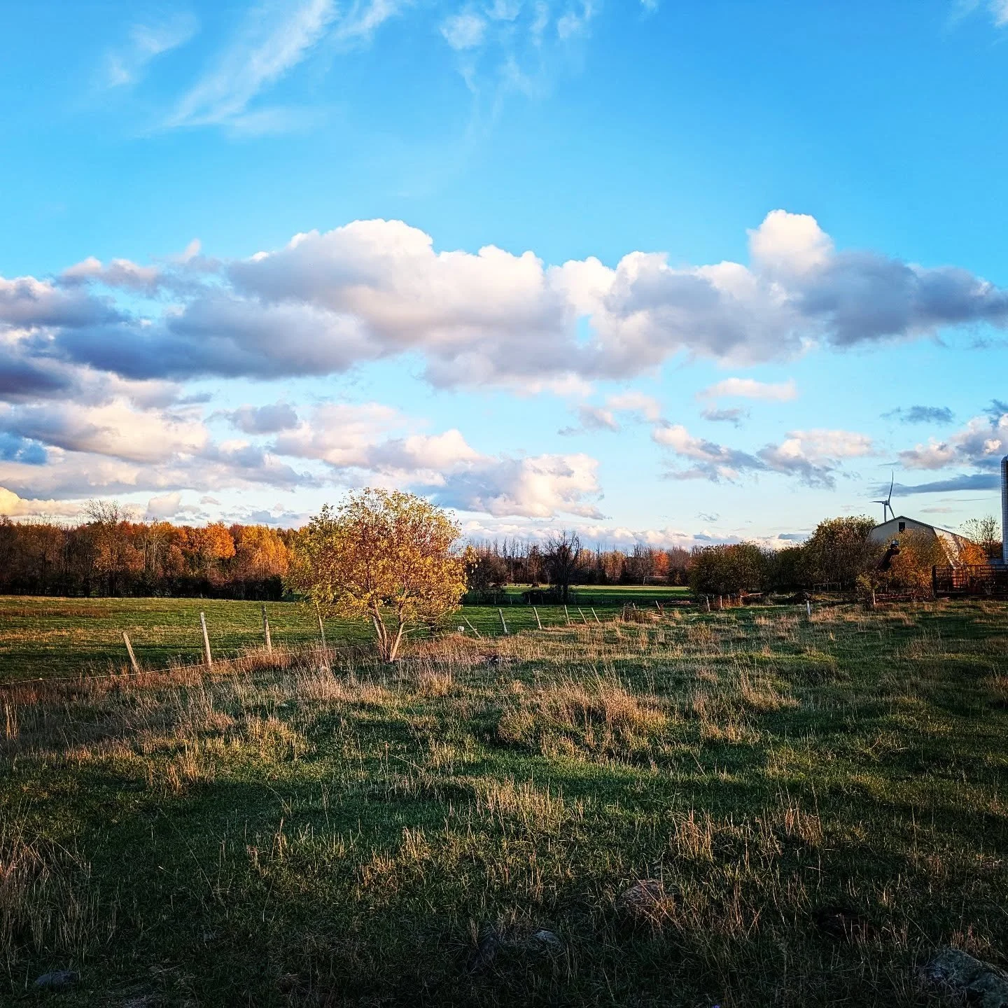 A little farm stroll before supper. #cedarknollfinch