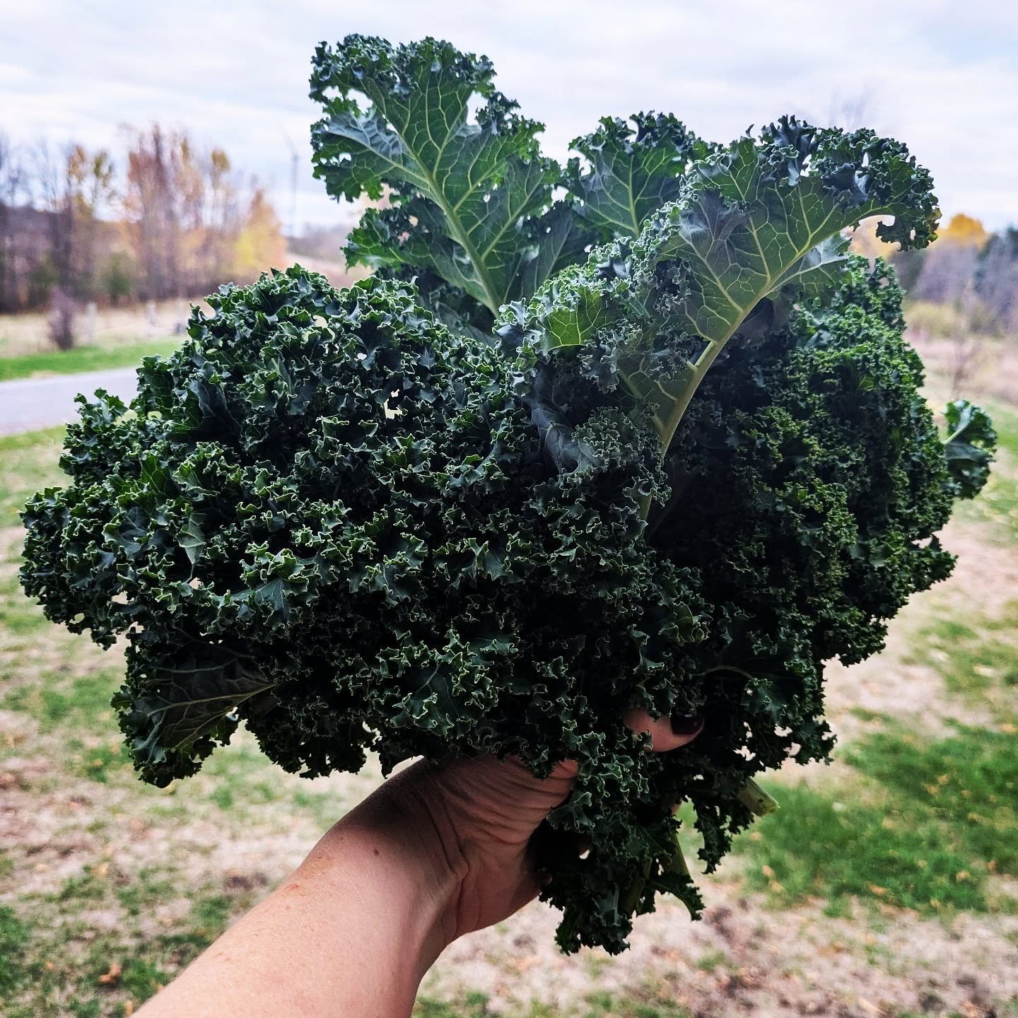 Since the first time I prepared the Chicken Tikka Masala recipe from my Indian cookbook, we've been eating it with saut&eacute;ed kale. It just seemed like a good thing to pair it with. November is here and that warm rich dish is especially welcome. 
