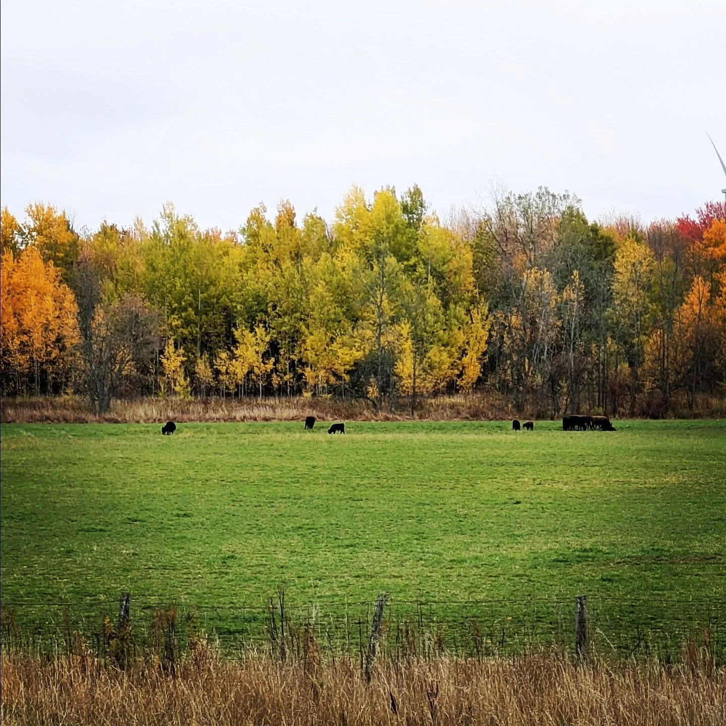 Still some time left for grazing. #grassfedbeef #cedarknollfinch