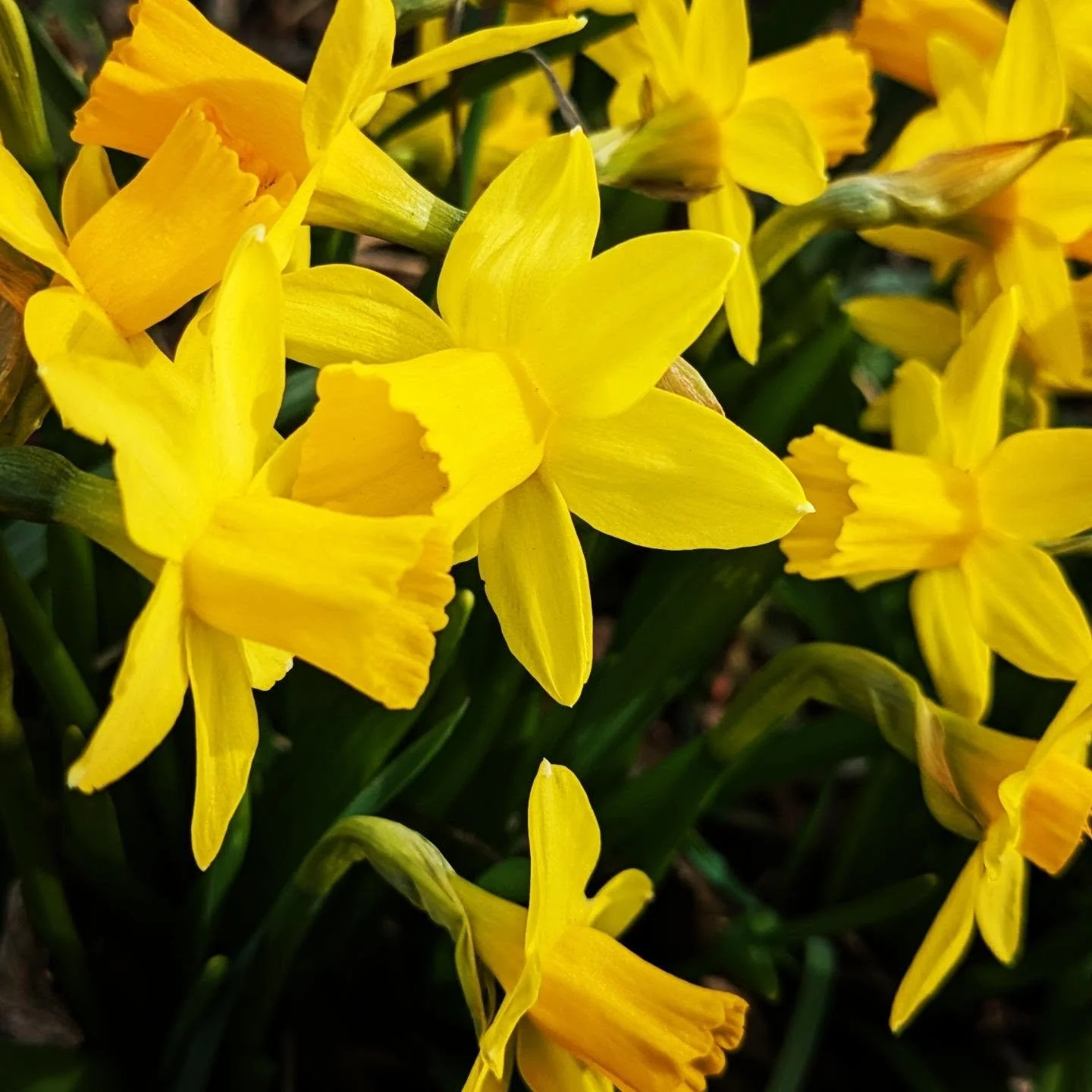 We spent some time cleaning up the front flower bed today. I love these tiny daffodils #daffodils #springbulbs #flowerbed #farmhouse #cedarknollfinch