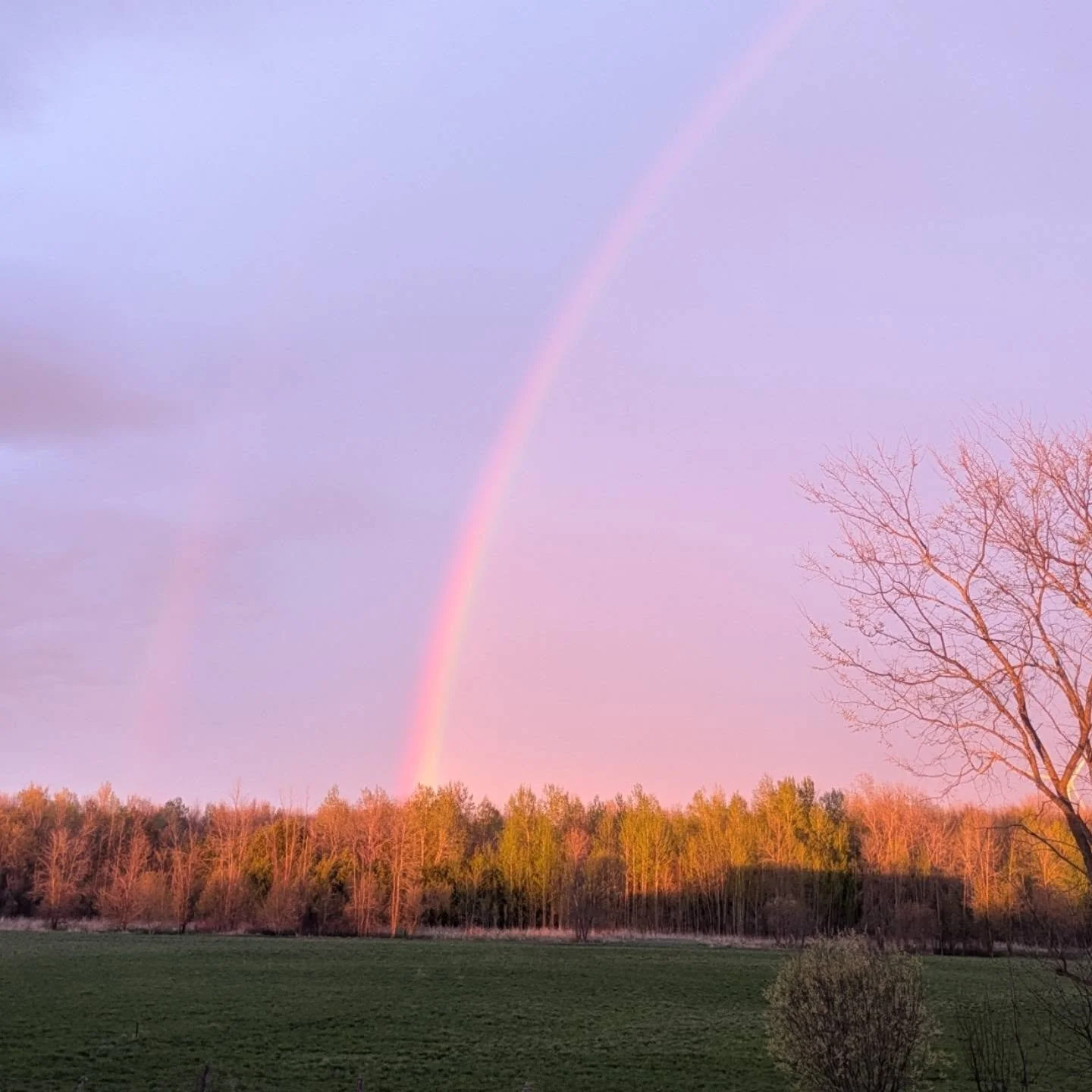 A striking sunset rainbow tonight #sunsetrainbow #cedarknollfinch