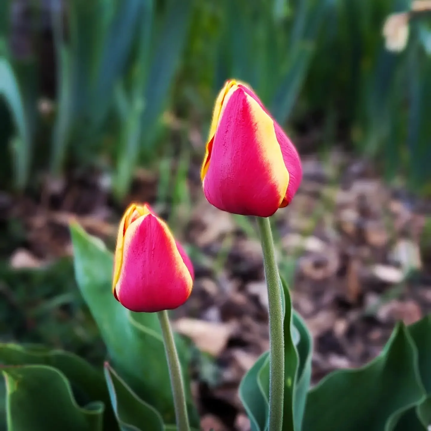 Spring flowers #springbulbs #flowerbed #farmhouse #cedarknollfinch