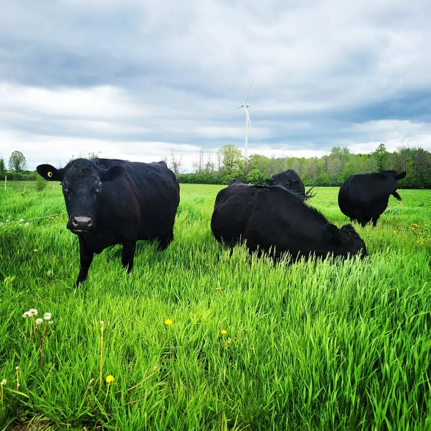 New grass and happy cows #rotationalgrazing #grassfedbeef #dextercattle #cedarknollfinch