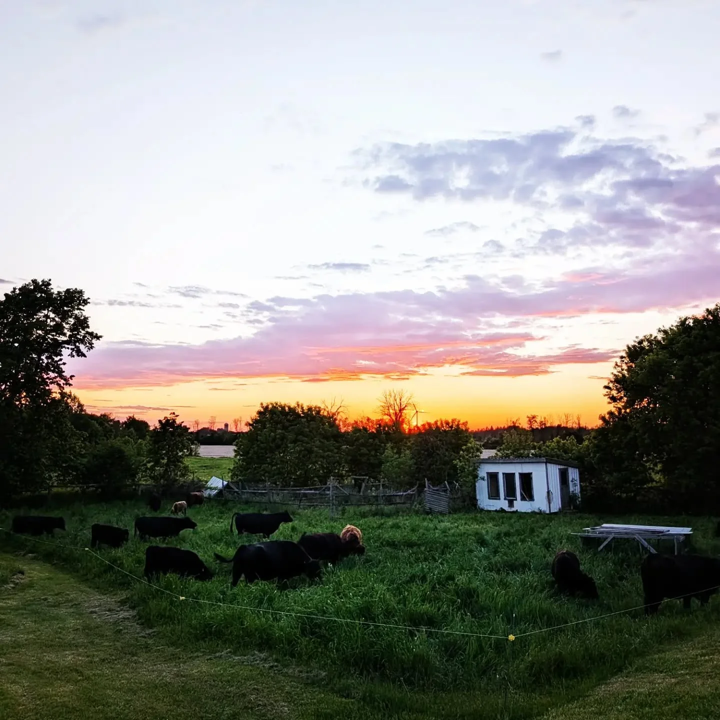 Beautiful sunset tonight. #sunset #rotationalgrazing #grassfedbeef #dextercattle #cedarknollfinch