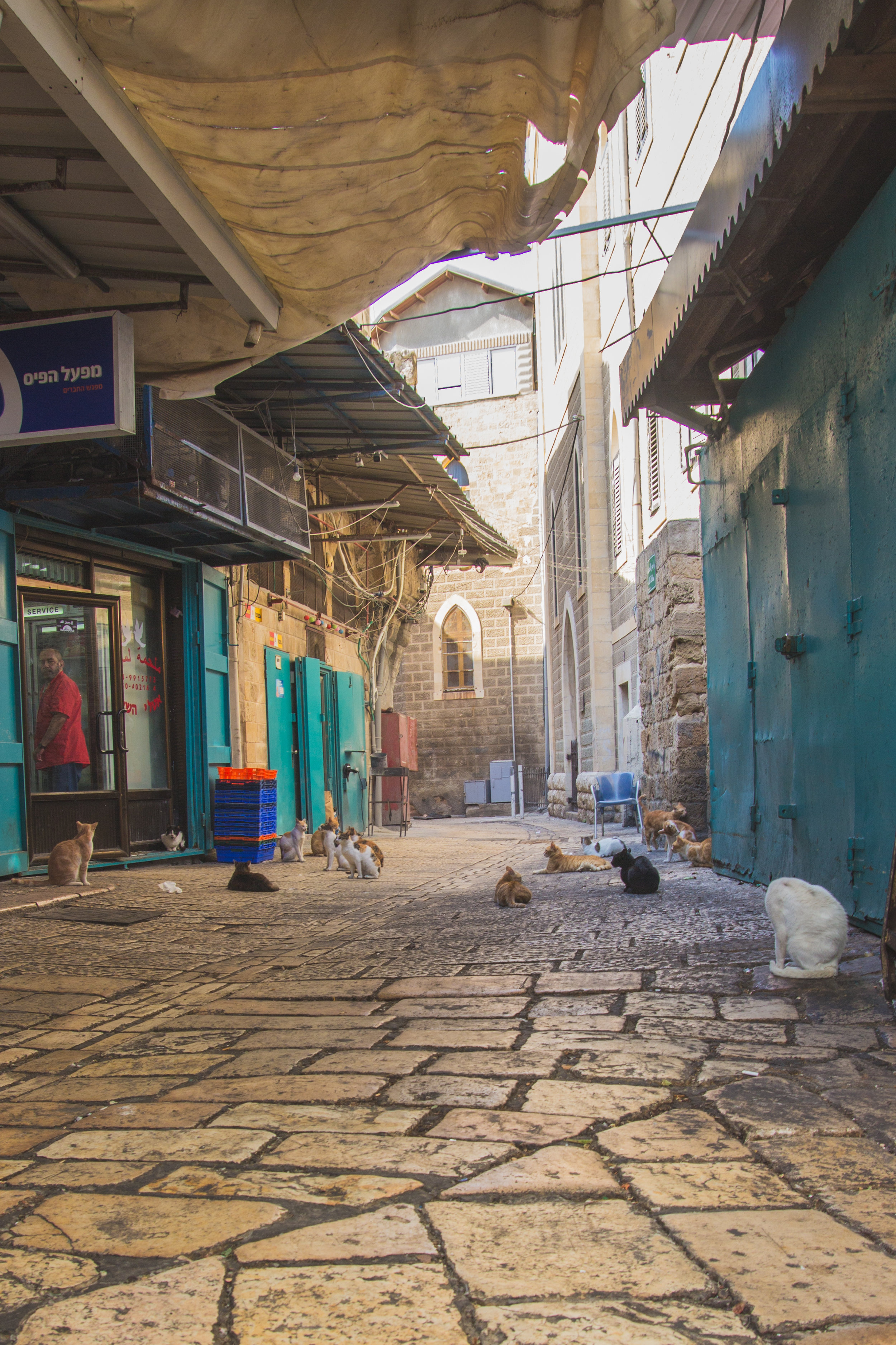 On the way home, we stopped in Akko to see the market, and I couldn’t stop laughing at this site! The cats clearly knew where breakfast was… outside of the fish shop! They were waiting for it to open!
