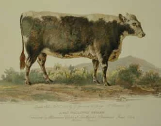George Garrard's engraving of "A Fat Galloway Heifer" dated between 1799 and 1814