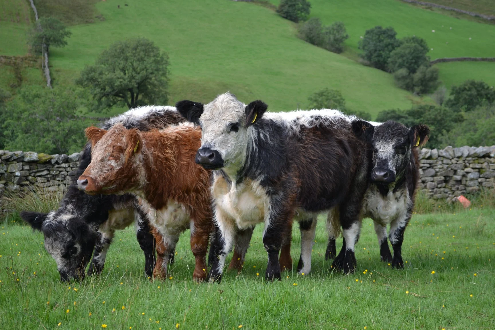 StonehouseheifersbyJP.jpg