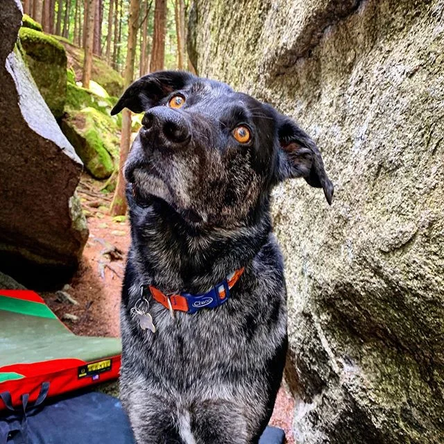 Who’s a good crag dog?
#chip #goodboy #cragdog #squamishclimbing #lbsnow