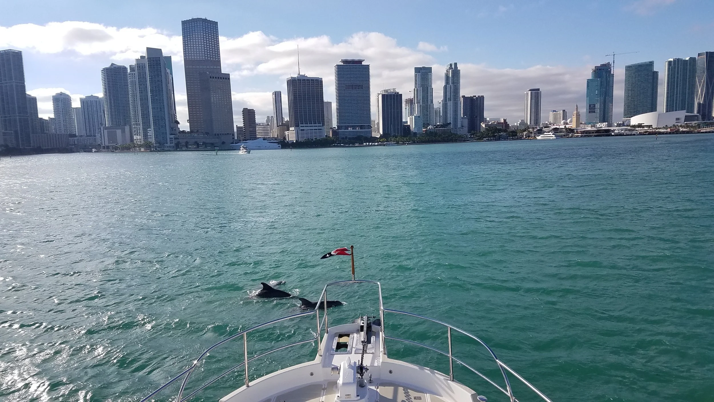 Dolphins welcomed us into the Miami harbor