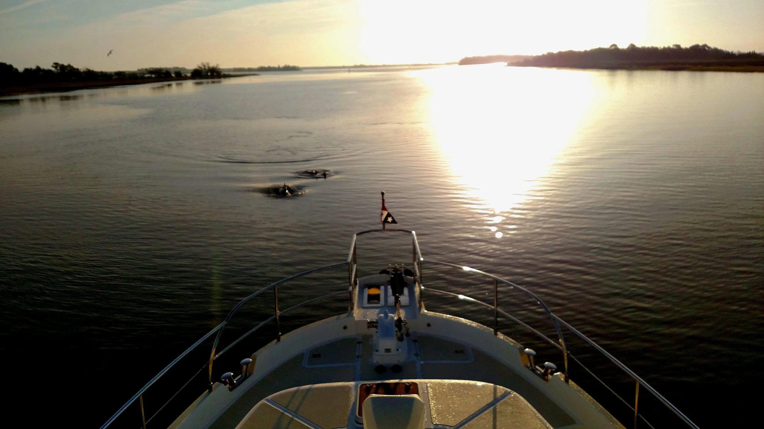 Dolphins at our bow. Image courtesy of Larry McCullough