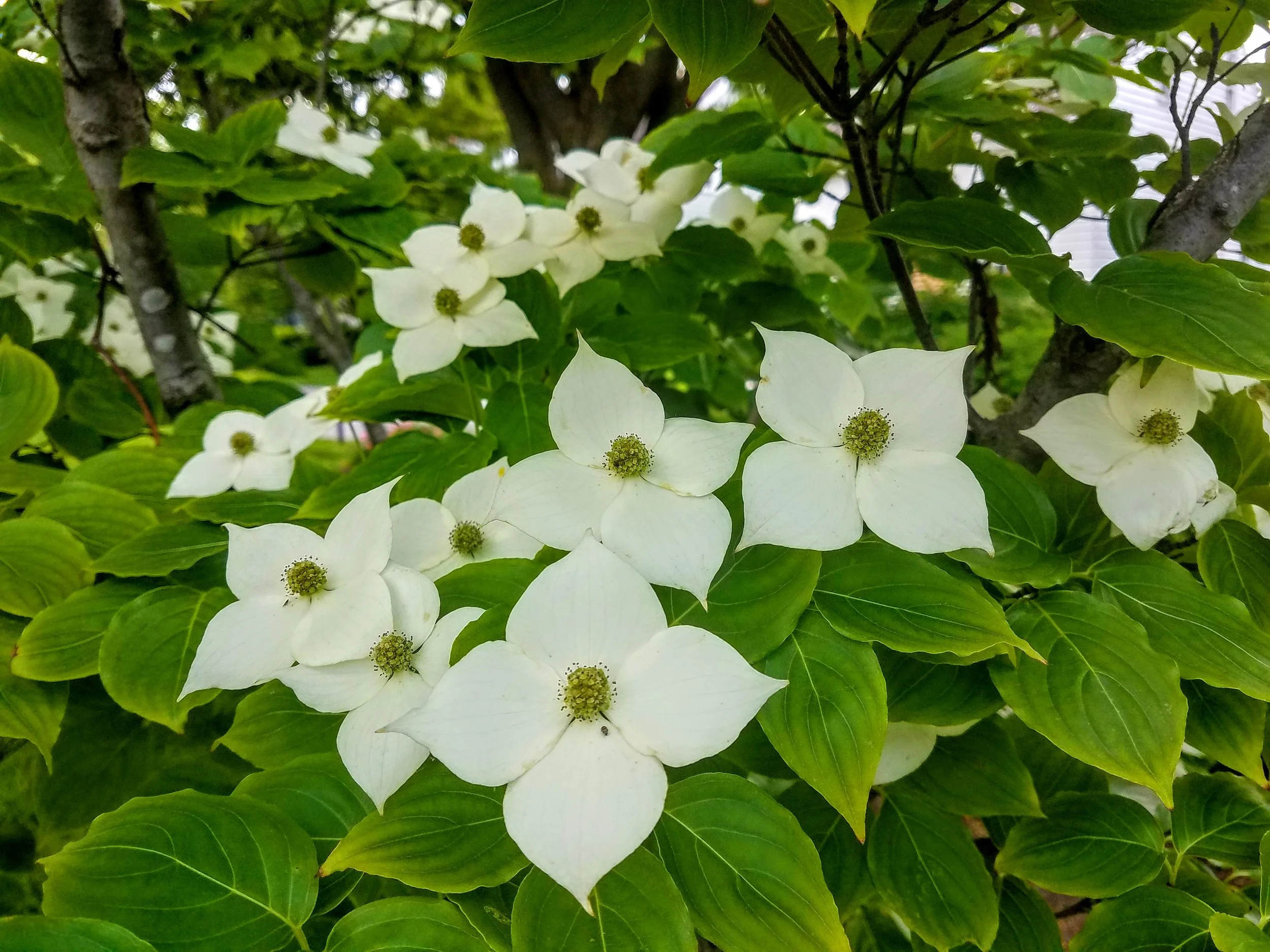 Spring dogwood flowers