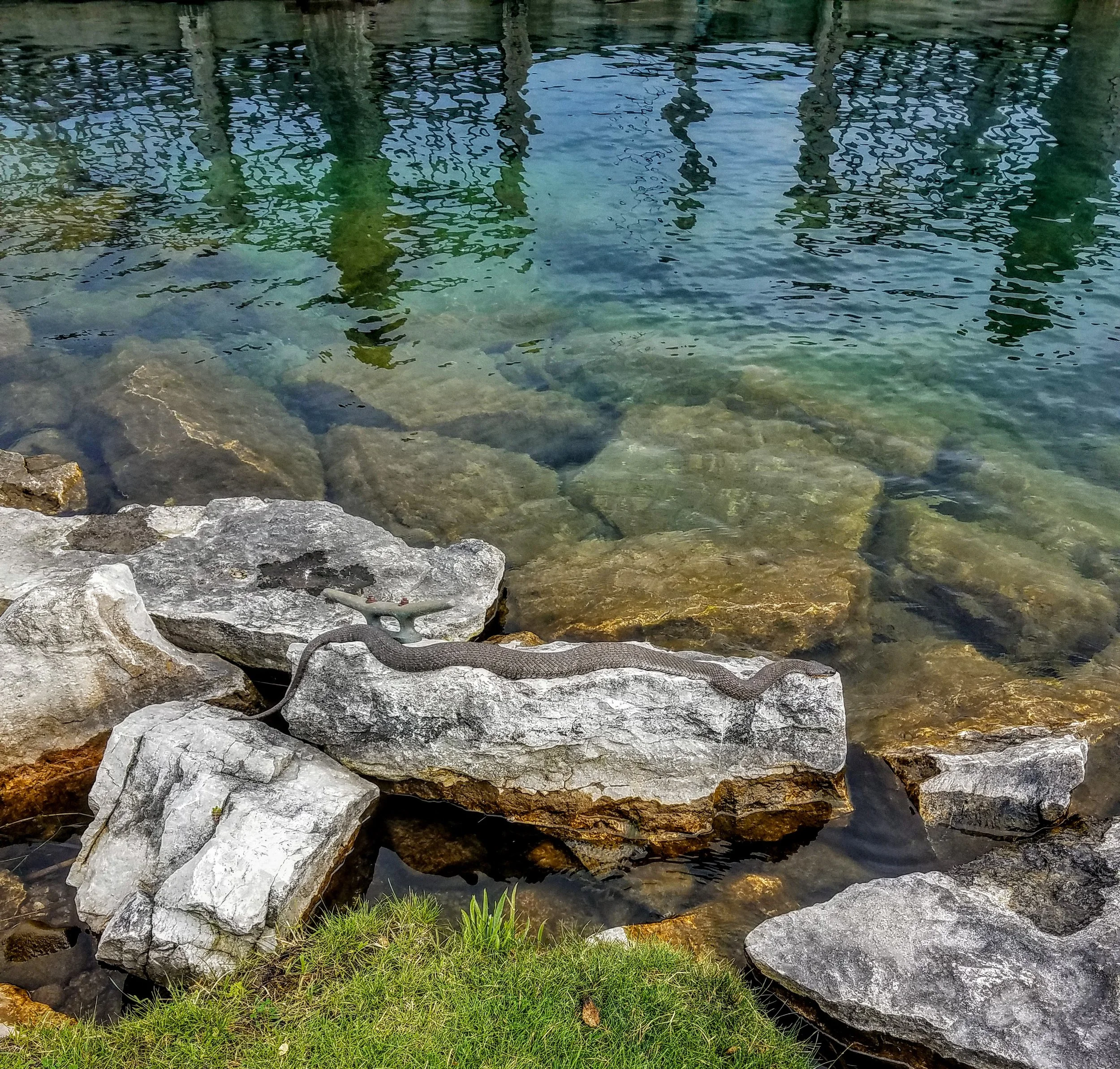 Look closely and you will see the water snake warming himself on the rock. This snake is at least two feet in length and quite fat and happy at the Beaver Island Municipal Marina