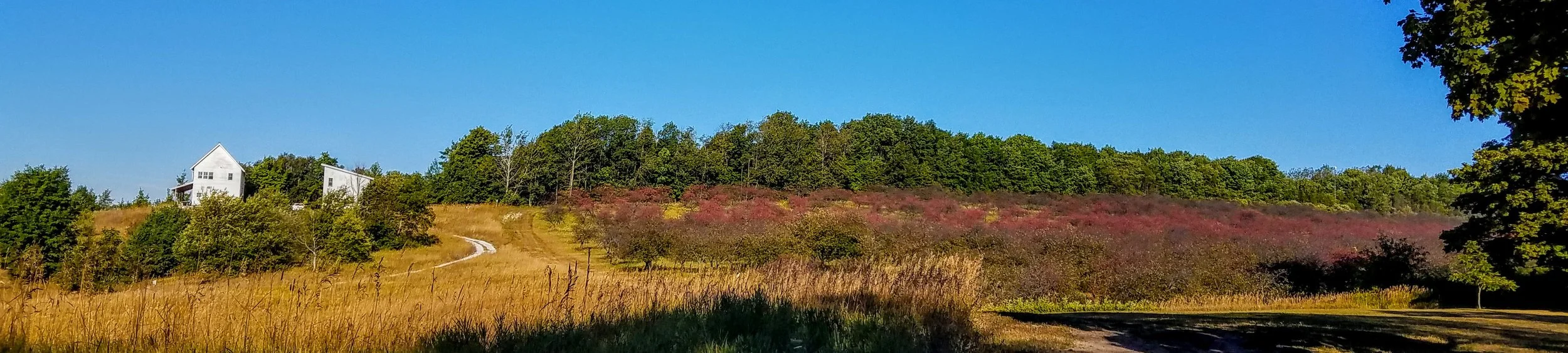 One of the old cherry orchards in the distance on the bluff above Northpoint