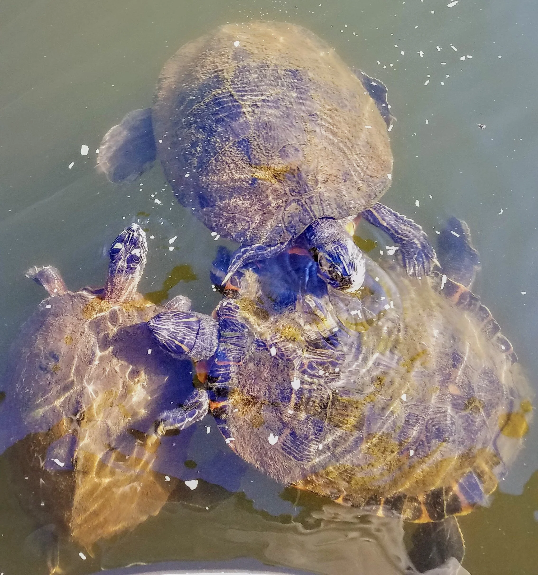 They don’t call it Green Turtle Bay for nothin’…