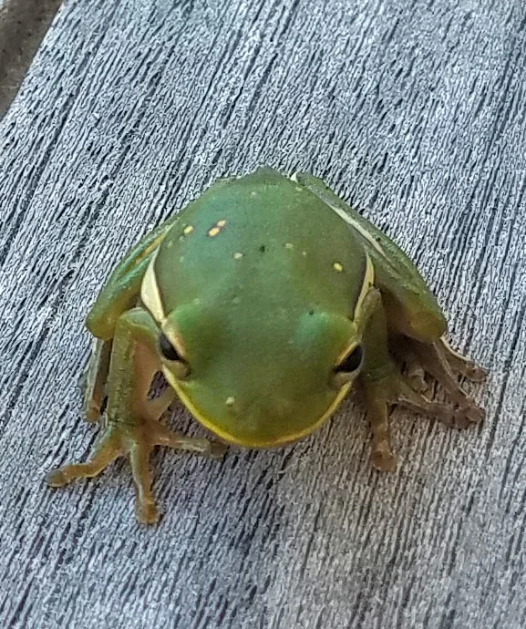 Another little stow-away hitched a ride with us from Blue Bluff to Columbus, MS