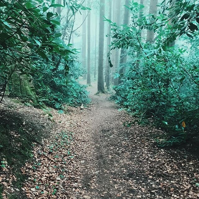 The sound of footsteps on a forest trail or a dirt track conjures so many of my favourite memories. Traveling through my daydreams back to different adventures and feeling so lucky that this forest is close by me to wander about in. Trees raise your 