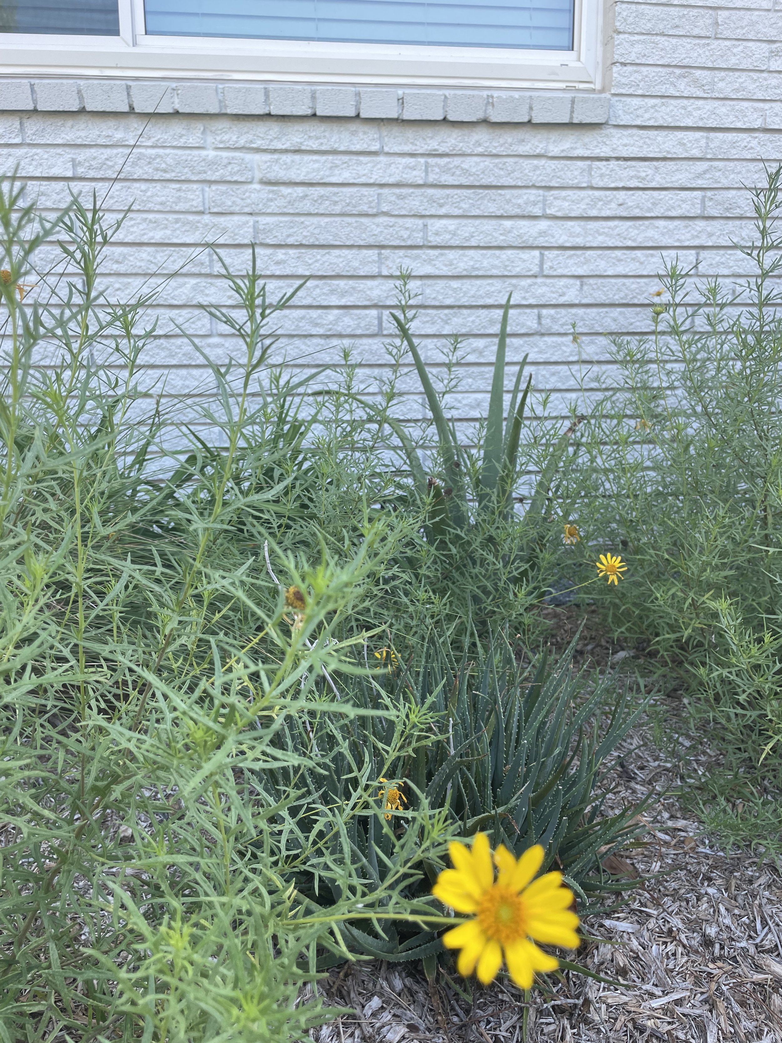 IMG_0433.jpeg