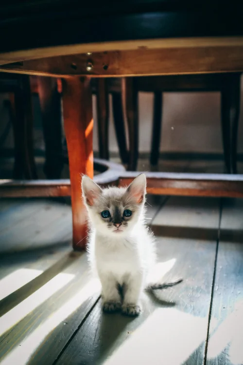 Dresses, Kittens and Color....Oh My!