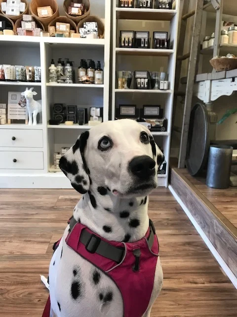 Patiently waiting for mama to finish shopping at Azalea.