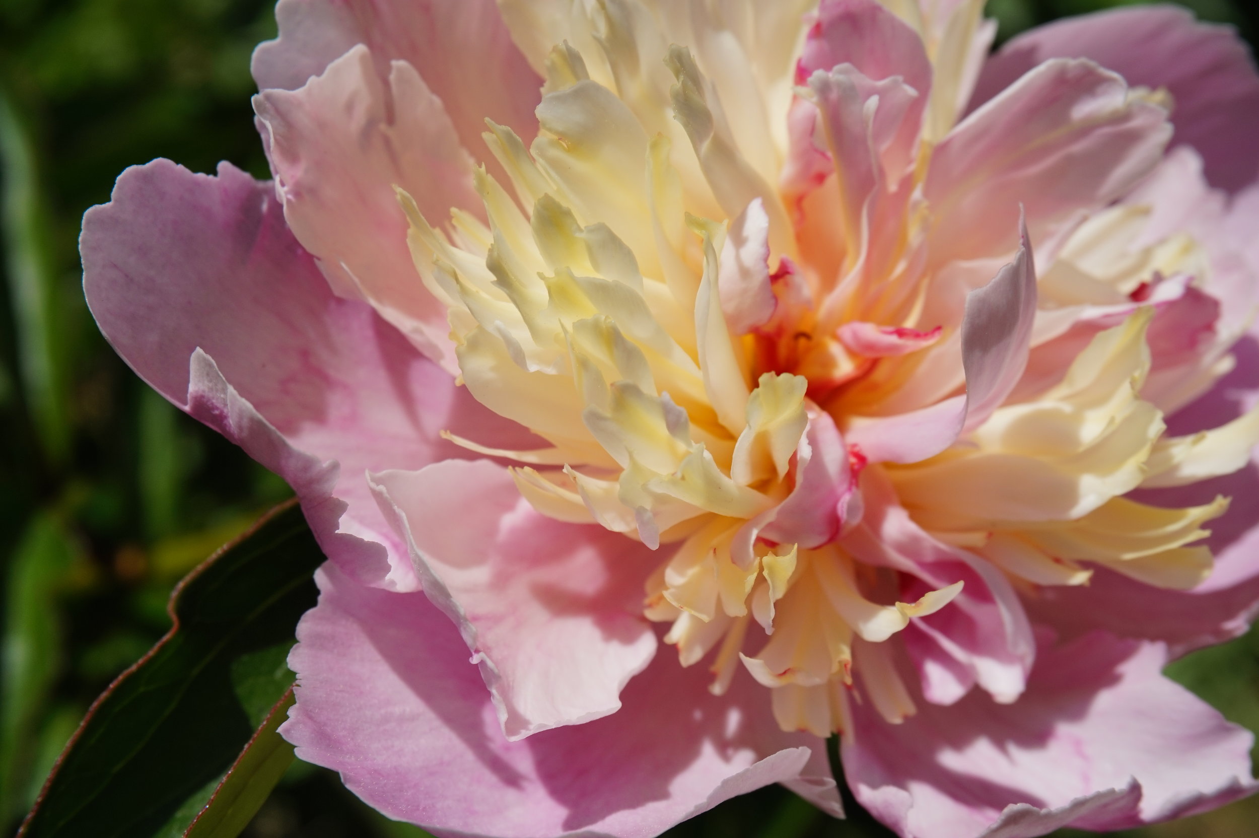 Electric Moon Peony Farm — knot so loud