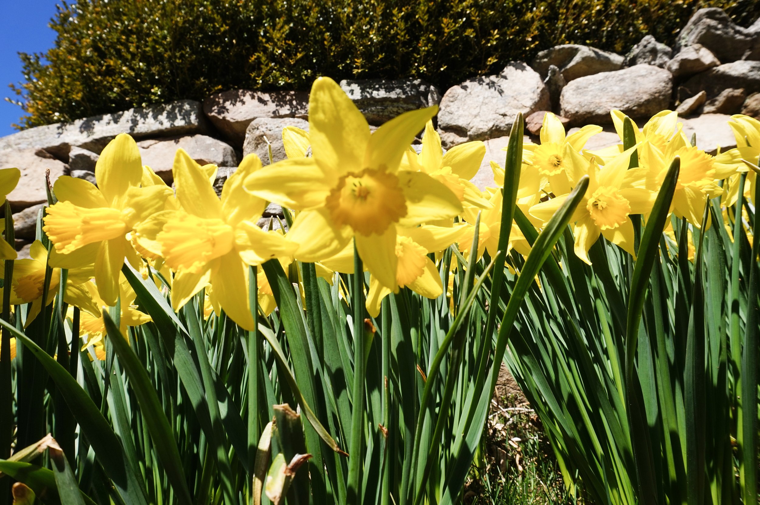 Daffodils at Denison Homestead Museum