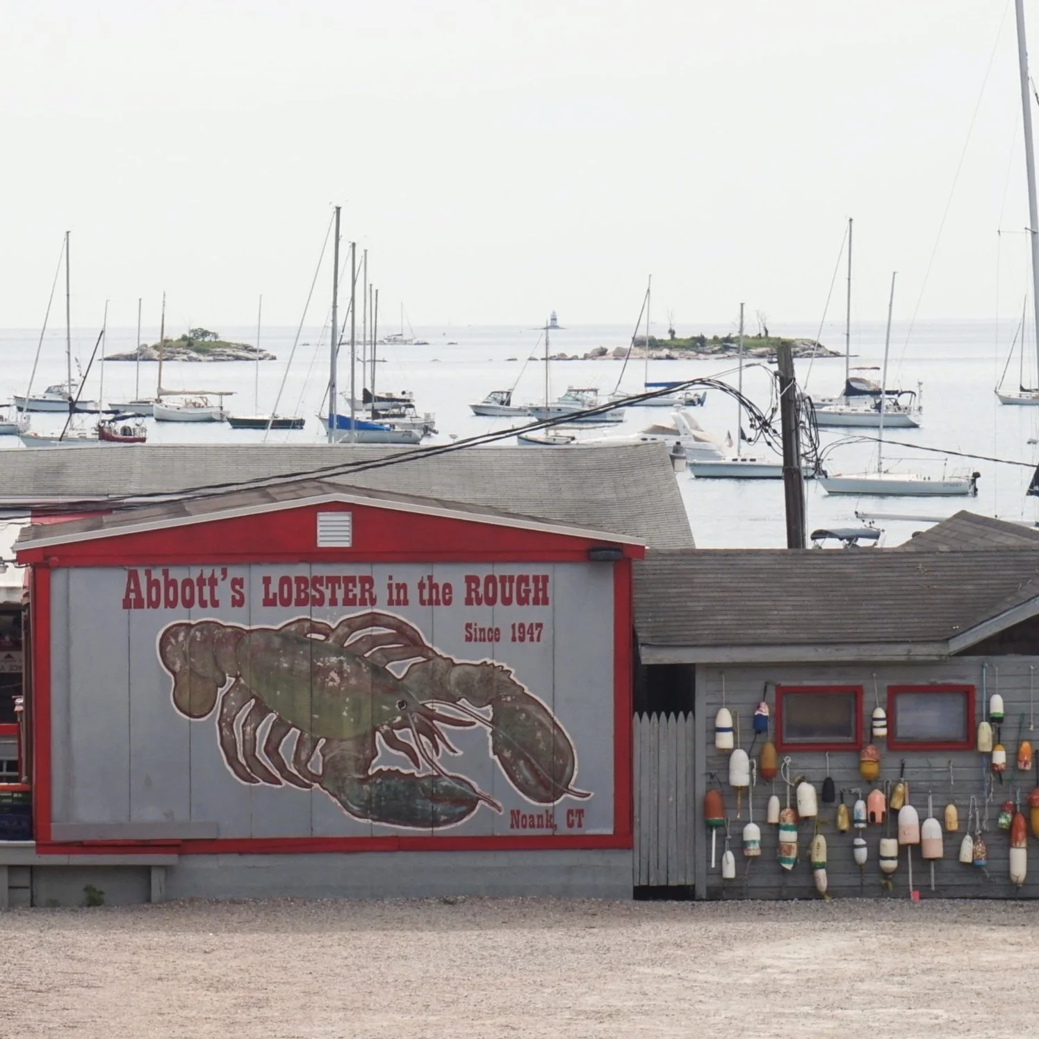 Abbott's Lobster in the Rough