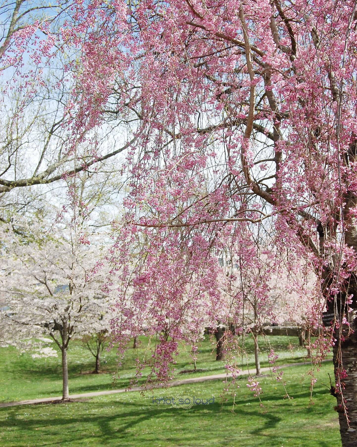 I always look forward to visiting @westerlylibraryandwilcoxpark every spring 🌸 Take a stroll around the park then support the local businesses in Downtown Westerly. 🛍️