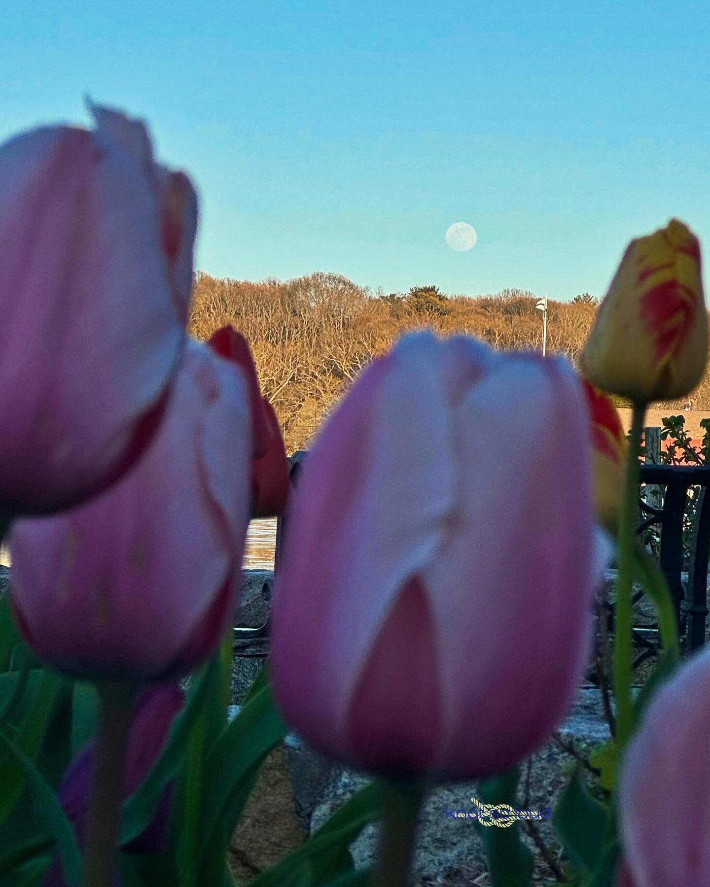 April&rsquo;s full moon &lsquo;Pink Moon&rsquo; 🌸

Photo 1 &amp; 2: 4/22 &mdash; Mystic, CT
Photo 3 &amp; 4: 4/23 &mdash; Groton, CT