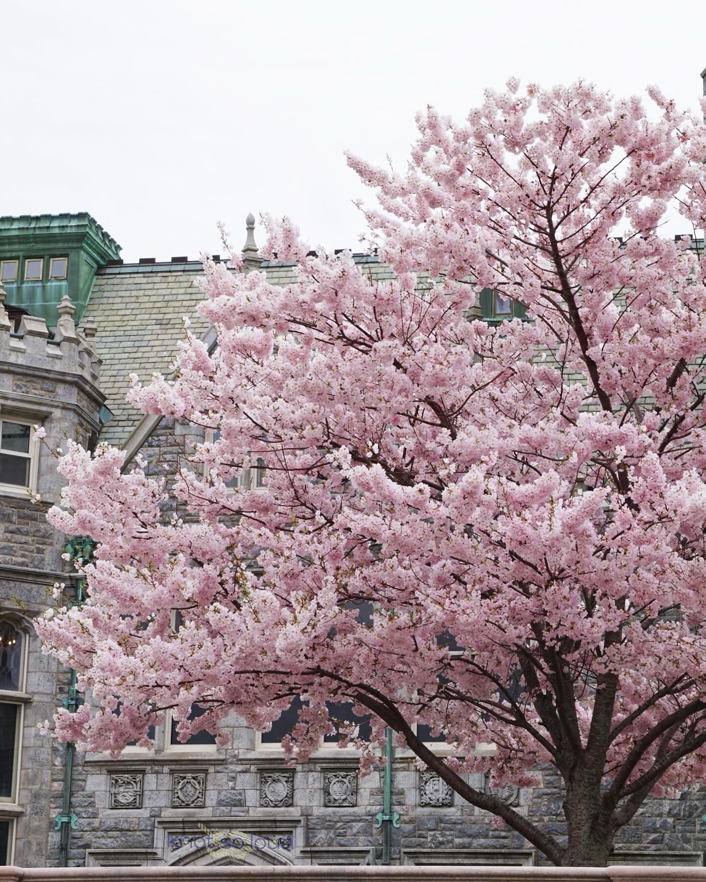 Gorgeous cherry blossom trees at @uconnaverypoint 🍒🌸 So glad I caught them at peak this year since I didn&rsquo;t last year!

📸 4/17