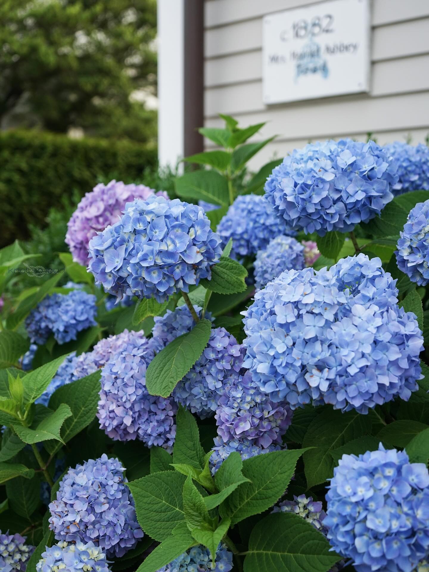 My favorite hydrangeas survived the heatwave! 🔥 I was there the first day of the heatwave and they were mostly wilted. I was mid-photographing the ones that weren&rsquo;t wilted yet when the owners came out to water them. Very grateful to homeowners
