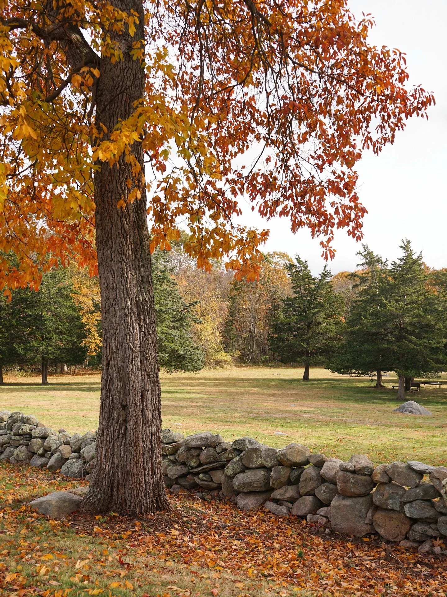 Fall&rsquo;s best views are always off the main road. I ended up at @nathanlesterhousemuseum1793 in 📍Gales Ferry, CT last week. Quintessential New England fall!
