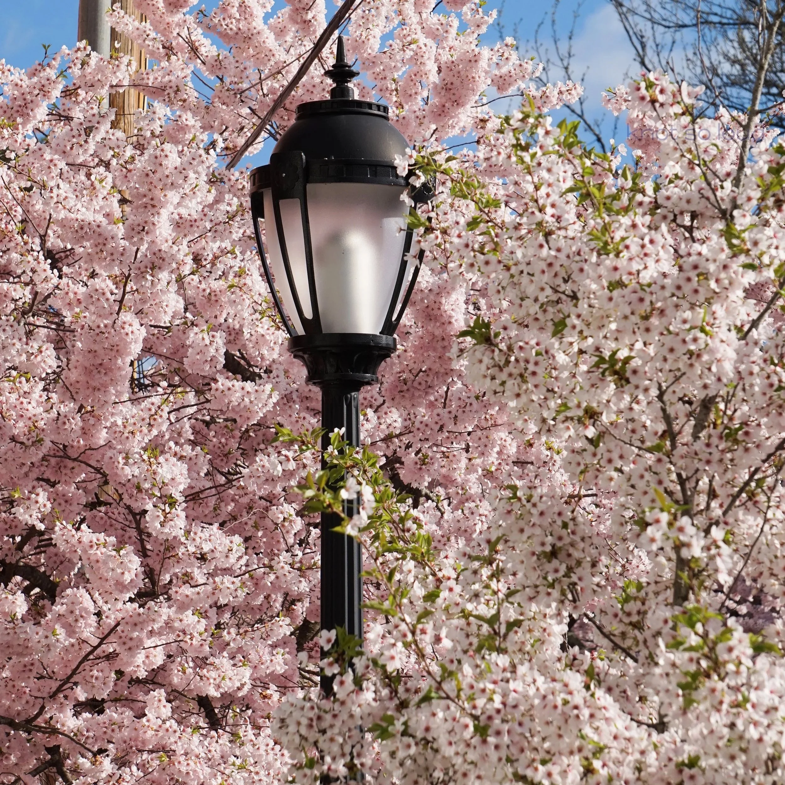 A Spring Day in New Haven