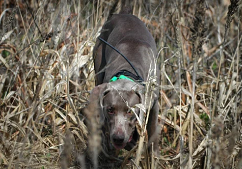 Above: This past April we started putting Stuka out on planted Chukars.