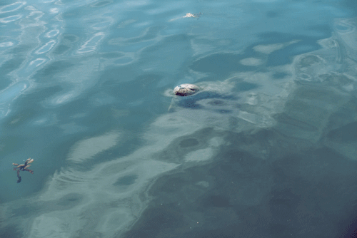 a23ff81b7c18c492-seal.gif