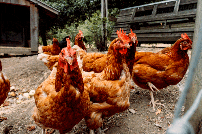 chickens-web.gif