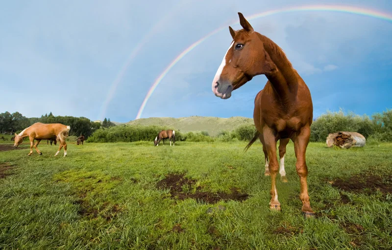 credit cards give you more money to see cool horses (ENcampment, Wyoming, 2011, © JOEL ANG PHOTOGRAPHY)