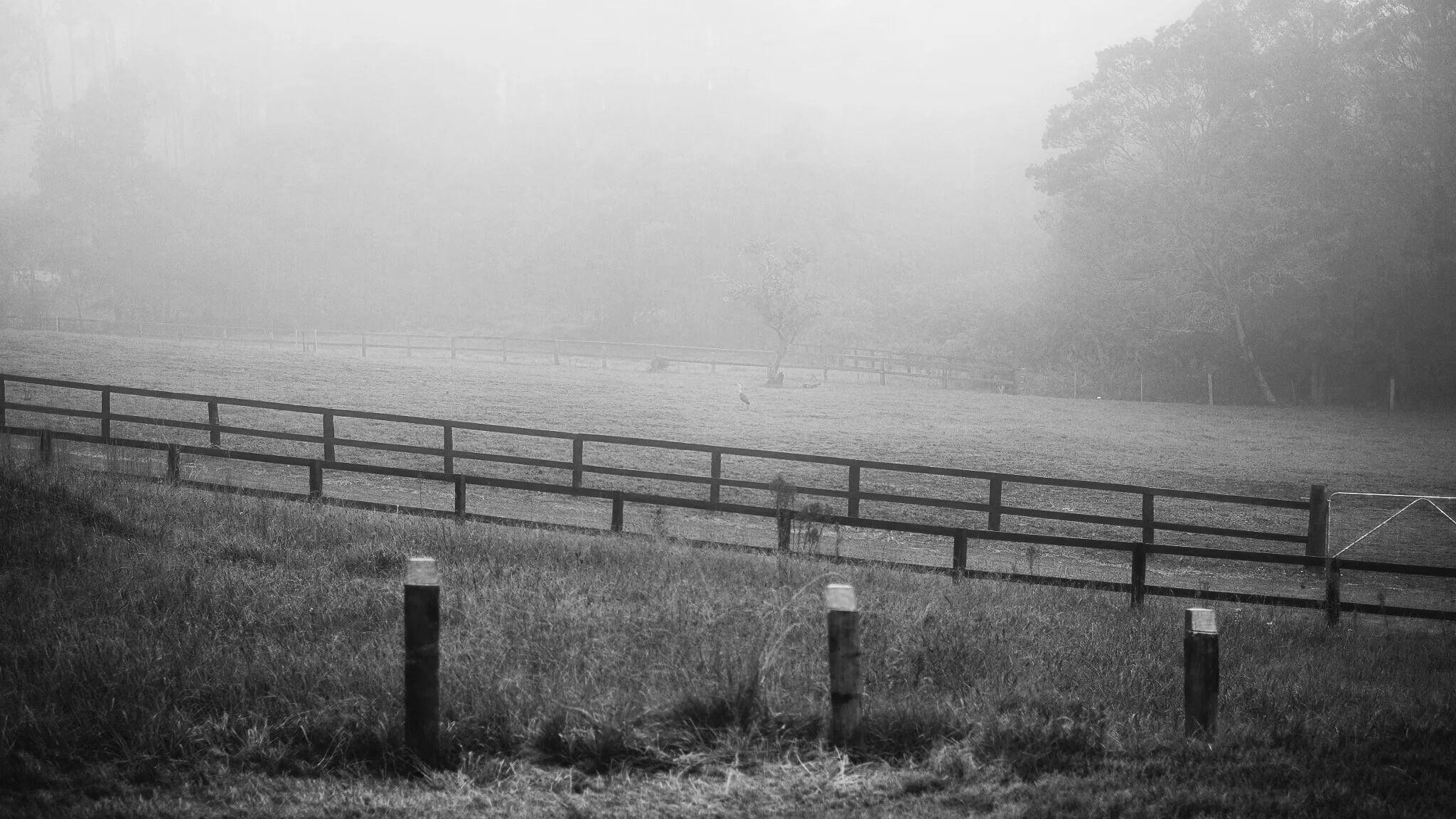 Fog shrouded field