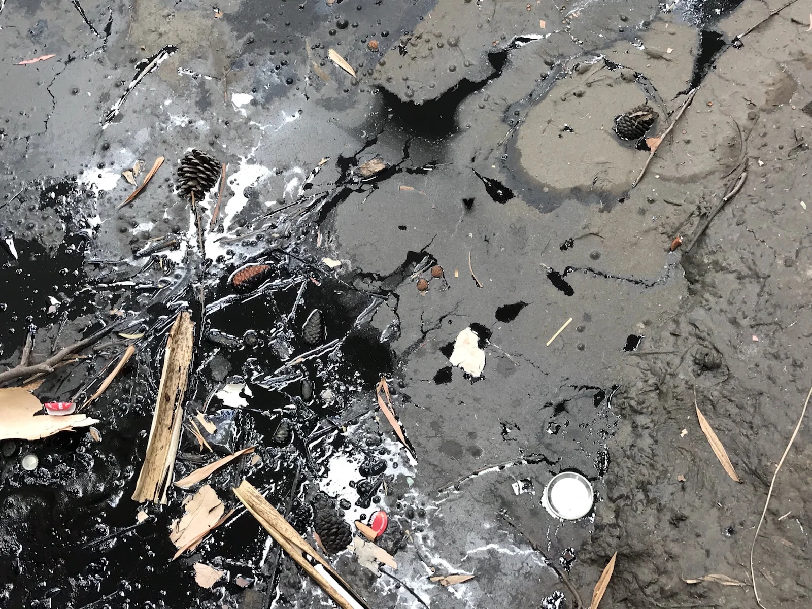 An active tar pit, with a mixture of sticks, pine cones, buttons and plastic bottle caps that have fallen, or been dropped in by visitors to the musuem
