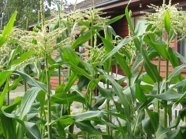 nells-corn.jpg