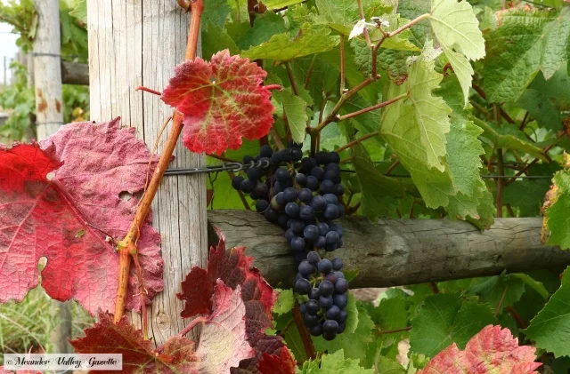 wine-grapes-with-coloured-leaves.jpg