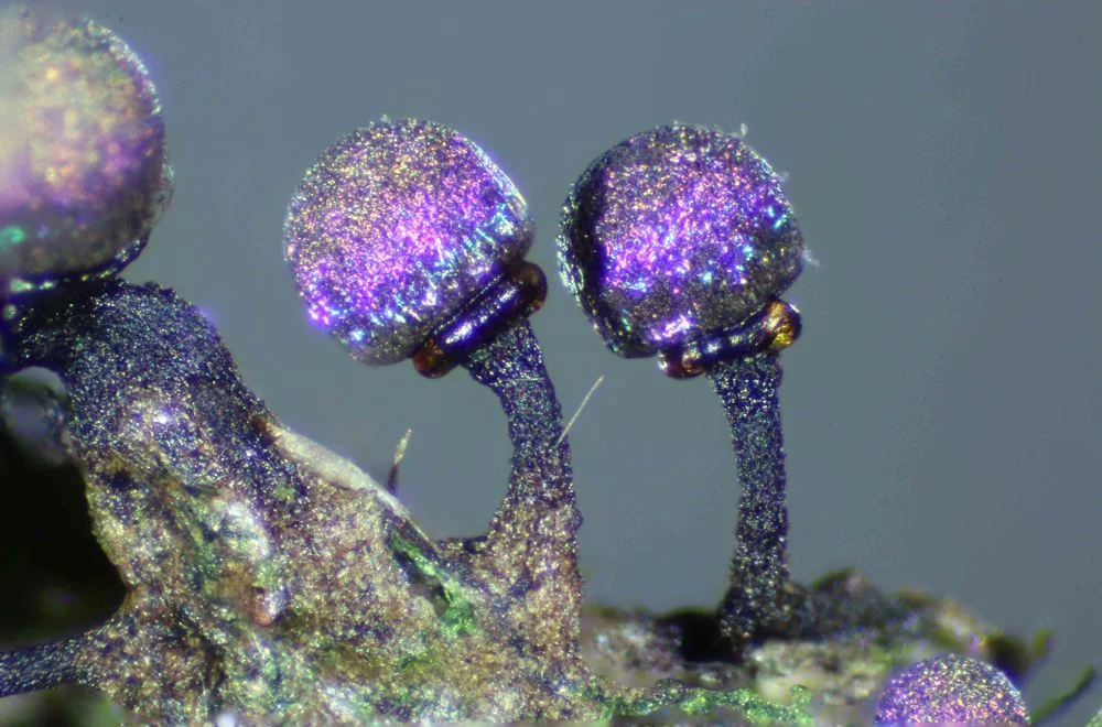 Elaeomyxa-cerifera-1355-2.jpg