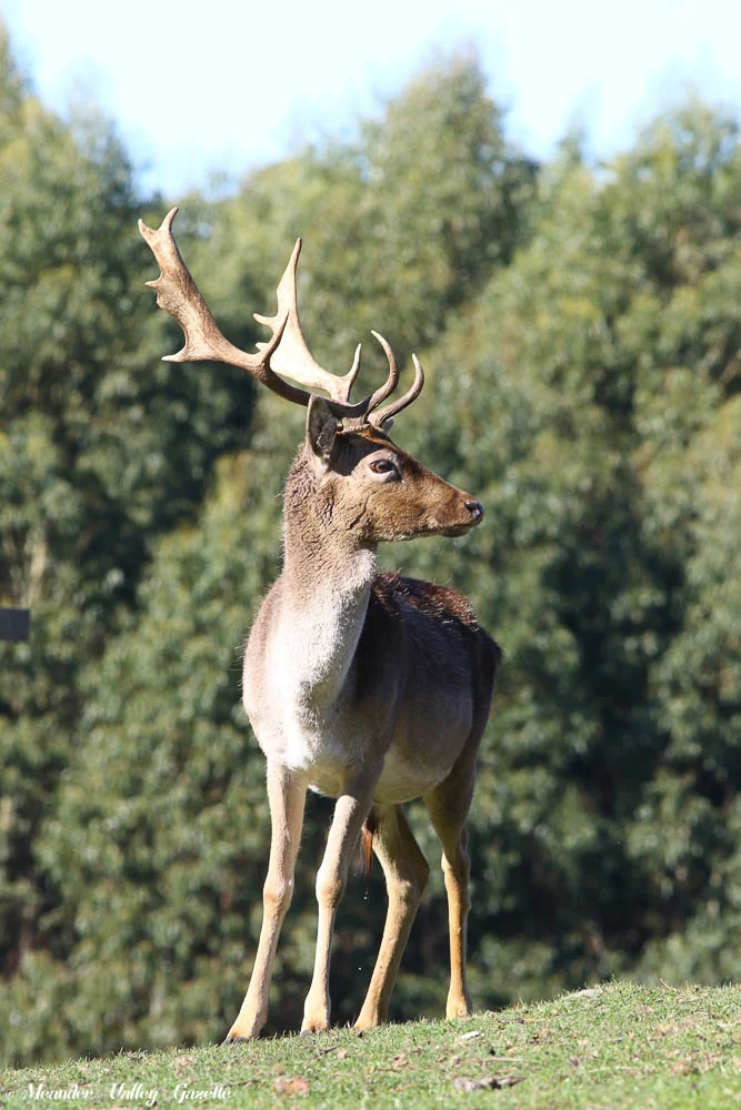 deer-picture.jpg