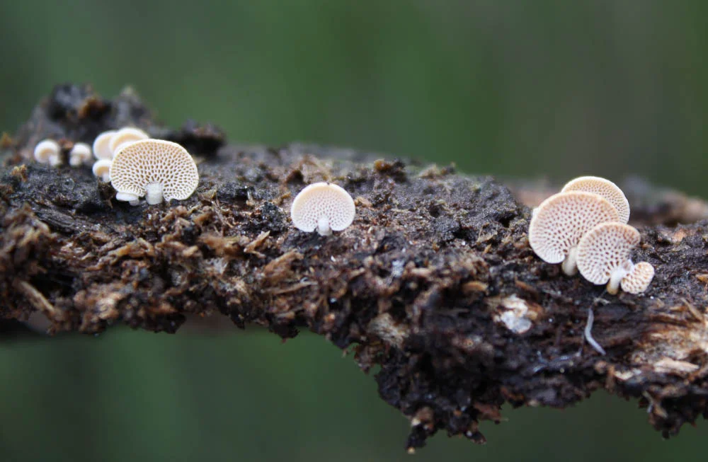Sue-Gebicki-naturalists-image.jpg