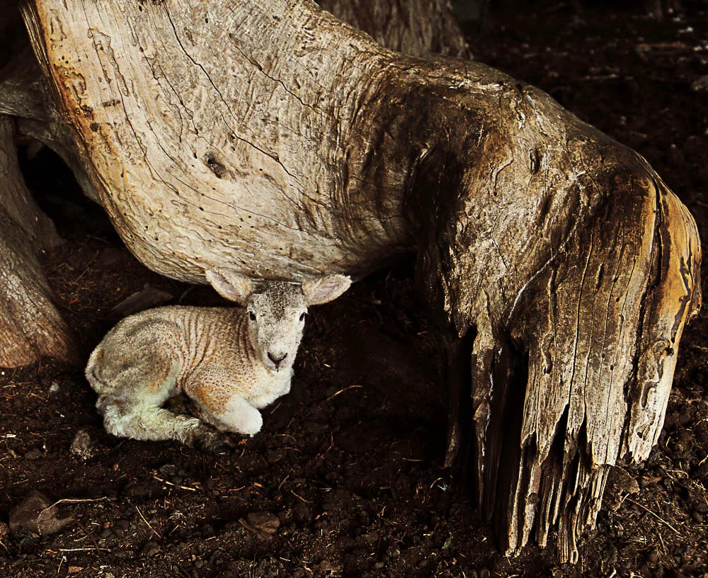 ‘Cosy Lamb’ by Steven French