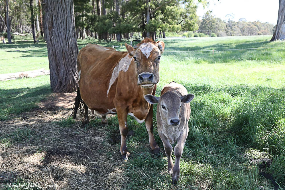 Daisy the cow is assured of a home for life after rearing 52 calves from her reliable milk supply. Photo by Mike Moores