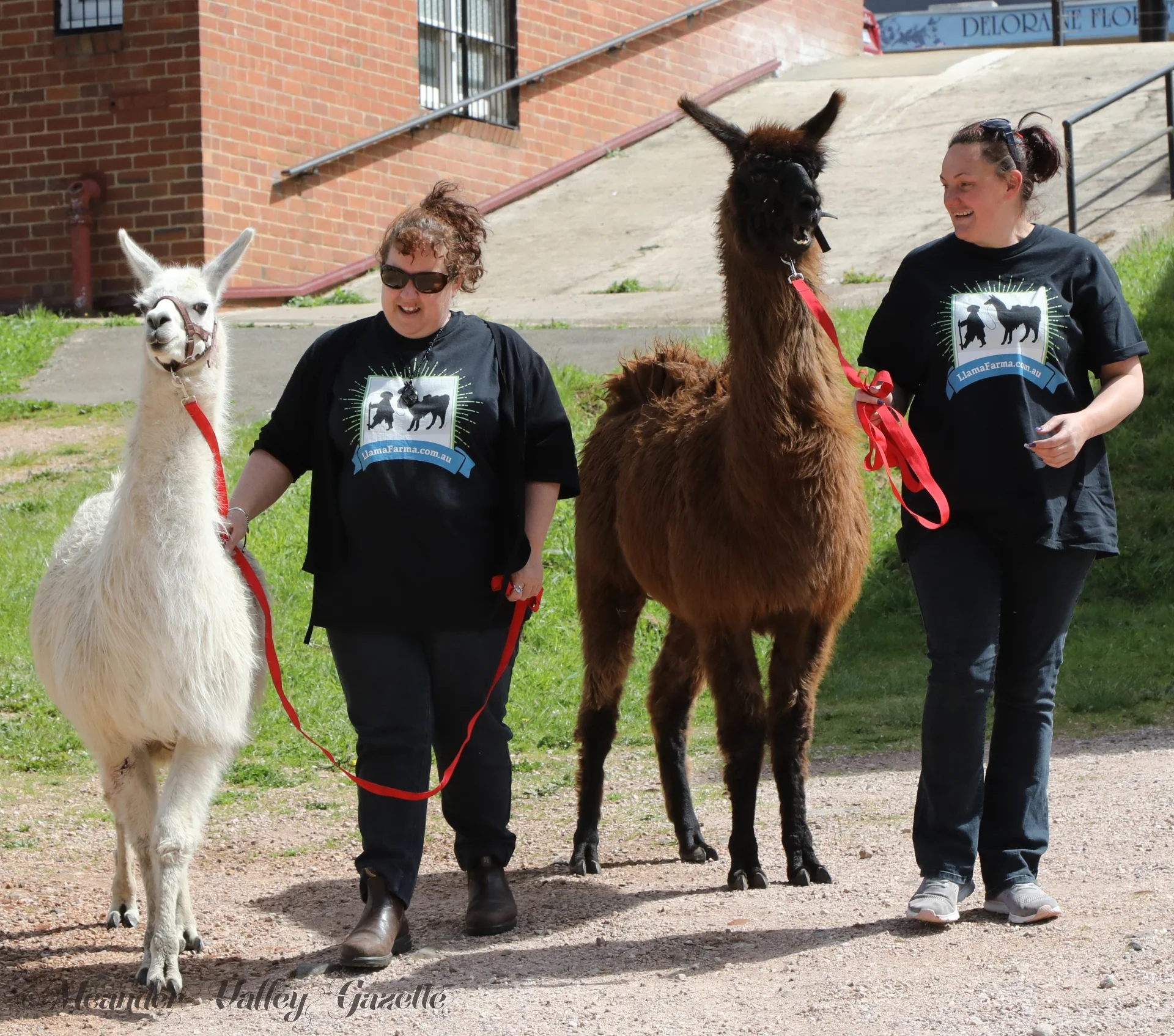 llama farma.jpg