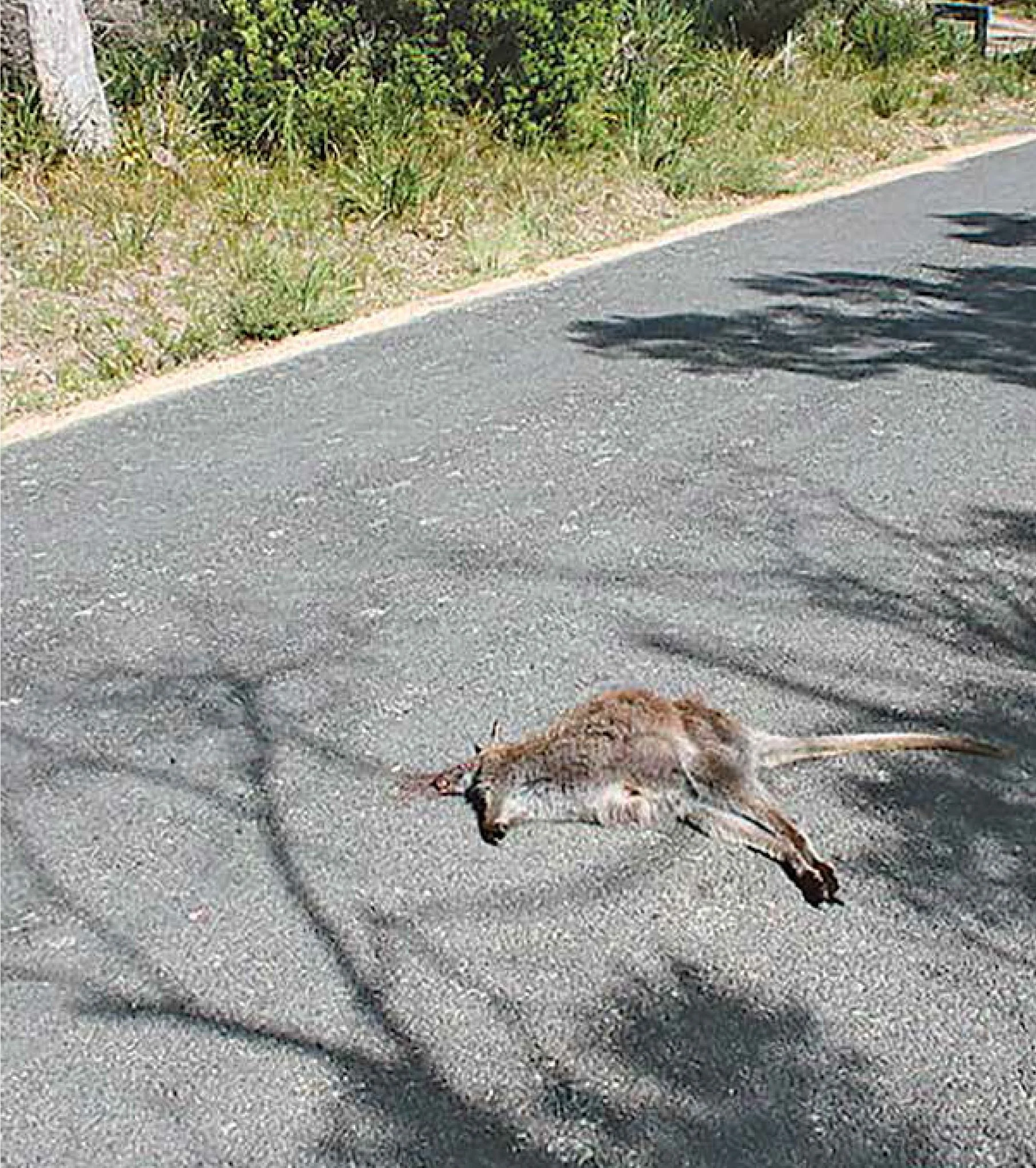 Roadkill, a common sight on Tasmanian roads. Photo | Diego Delso