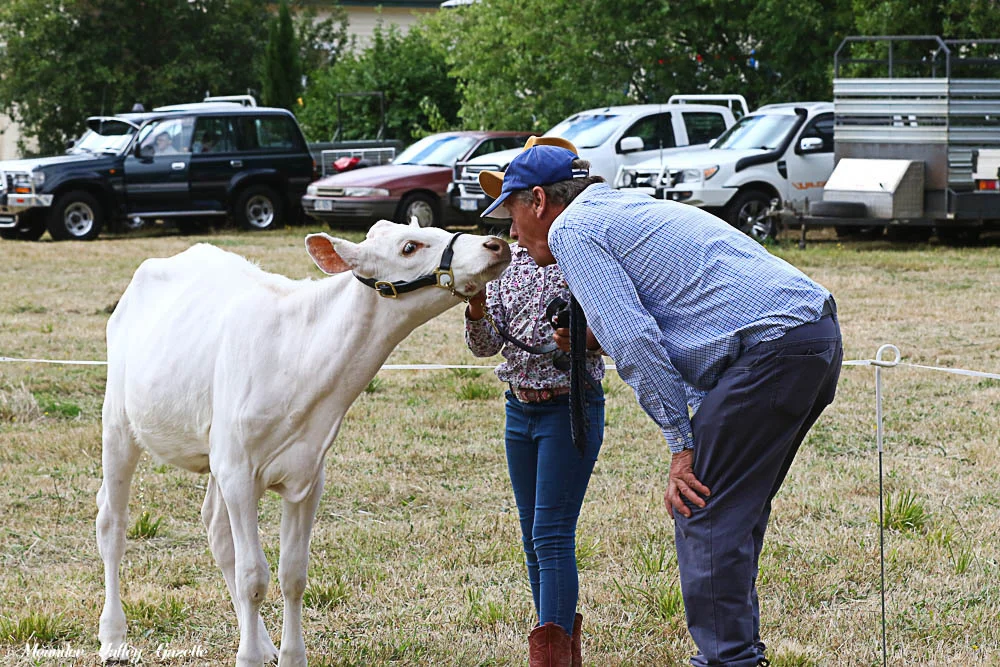 Snow White Allen Atkinson cattle judge from Longford owner Adarie Bloomfield 8yrs.jpg