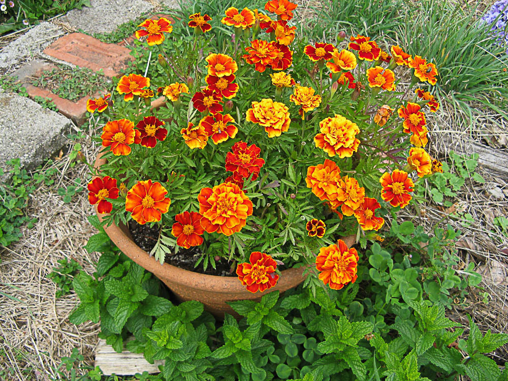 African Marigold is thought to be a twitch suppressant.